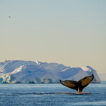 The Antarctic Summer